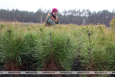 Лесхозы Беларуси предлагается преобразовать в государственные казенные предприятия