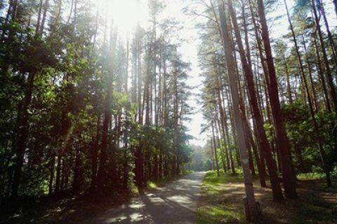 За сутки в лесах Могилевской области заблудились 6 человек