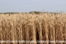 В Беларуси намолочено почти 5,5 миллиона тонн зерна