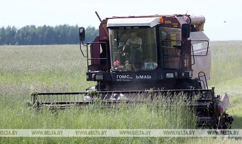 Как сельское хозяйство Беларуси справляется с последствиями жары — Лукашенко заслушал доклады профильных чиновников