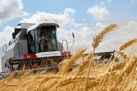 В Беларуси осталось убрать четверть площадей зерновых