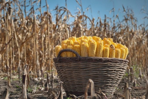 Кукуруза в Беларуси убрана с более чем 70% площадей