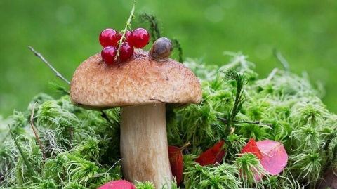 За грибами и ягодами — по правилам!