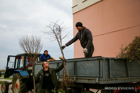 Более 32 тысяч деревьев и кустарников планируют высадить в Могилевской области в 2020
